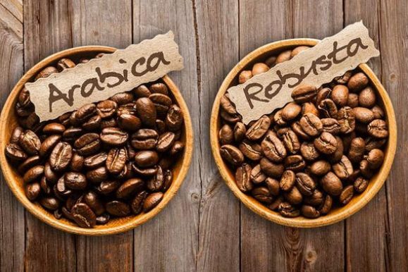 Coffee Basics – Types of coffee beans